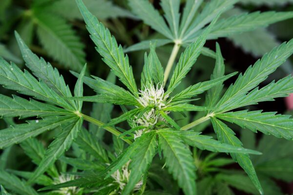 En beginner’s guide til dyrking av cannabisplante